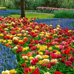 Gefüllte Tulpen 'Murillo' (x20) - Doppelt gefüllte Frühlingspracht