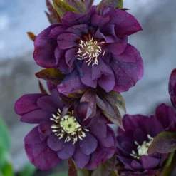 gefüllte violette Helleborus Ellen (x2) - Blüten mitten im Winter