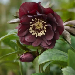 gefüllte violette Helleborus Ellen (x2) - Blüten mitten im Winter