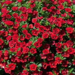 Gefüllte Zauberglöckchen rot - Rote Blütenfülle sofort