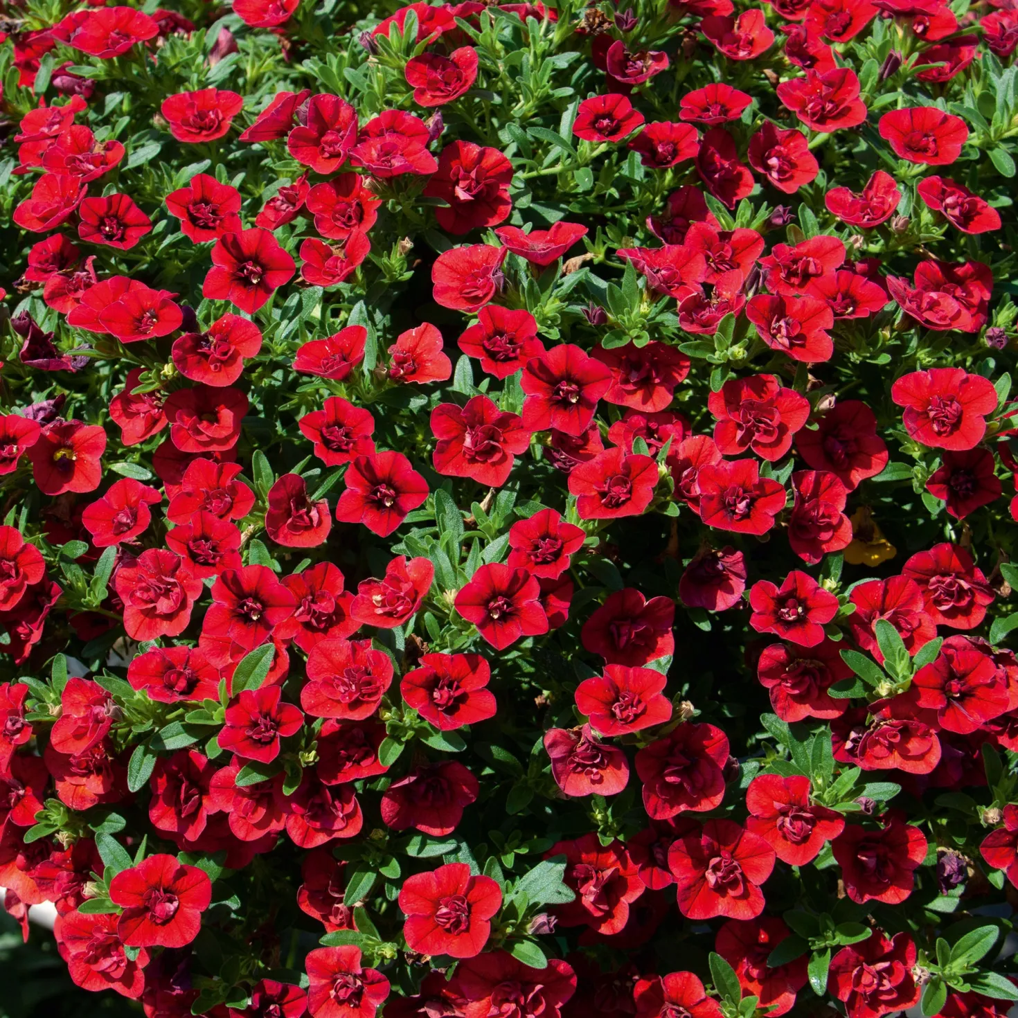 Gefüllte Zauberglöckchen rot - Rote Blütenfülle sofort