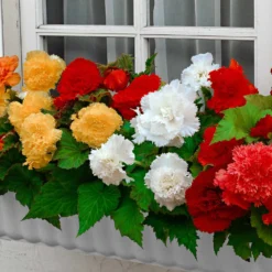 Gefranste Begonien 'Fimbriata' (x10) - Gefranste Blüten, volle Pracht