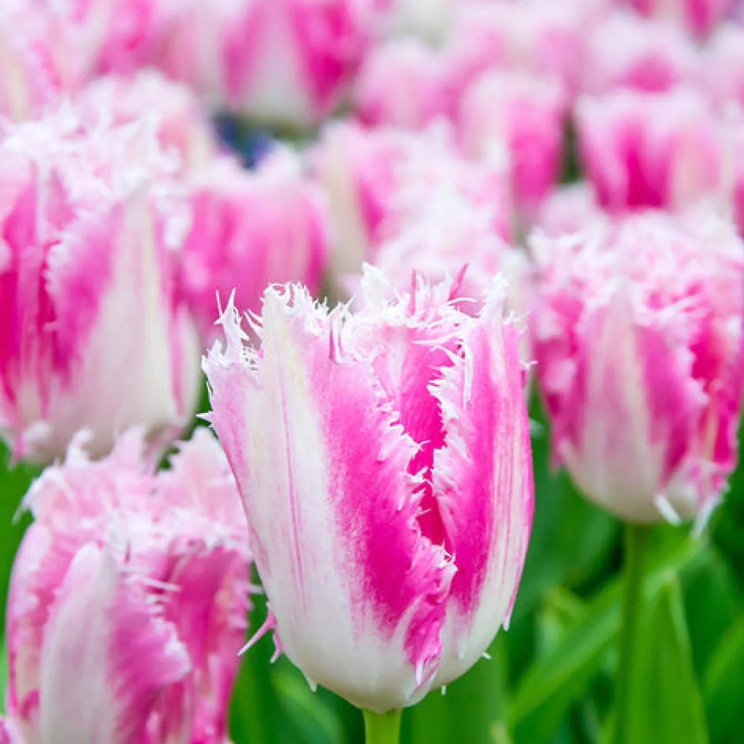 Gefranste Tulpe Huis ten Bosch (x20) - Fransen-Zauber im Frühling