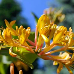 Geißblatt 'Copper Beauty' - Schnell grün, schnell blühend