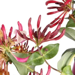 Geißblatt 'Copper Beauty' - Schnell grün, schnell blühend