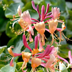 Geißblatt 'Copper Beauty' - Schnell grün, schnell blühend