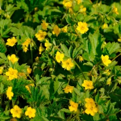 Gelapptblättrige Waldsteinie - Grün das ganze Jahr