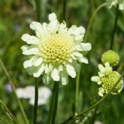Gelbblühendes Krätzkraut - Zarte Blüten den ganzen Sommer