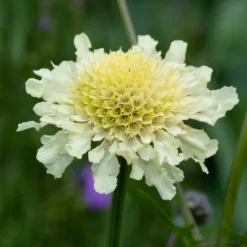 Gelbblühendes Krätzkraut - Zarte Blüten den ganzen Sommer
