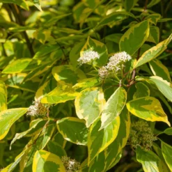Gelbbunter Hartriegel - Farbe von Frühling bis Winter