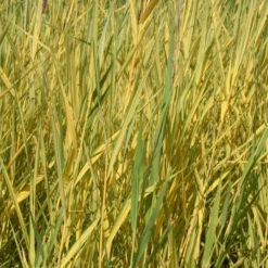 Gelbbuntes Schilf - Goldstreifen am Wasserrand
