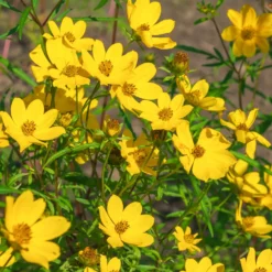 Gelbe Bidens - Sommerblüten ohne Ende