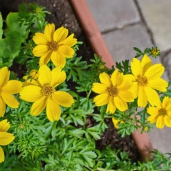 Gelbe Bidens - Sommerblüten ohne Ende