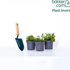 Gelbe Bidens (x3) - Sonnengelb den ganzen Sommer