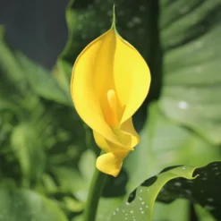 Gelbe Calla - Sonnengelb im Handumdrehen