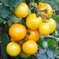 Gelbe Cherrytomate ‚Raisin‘ - Süße gelbe Naschtomaten