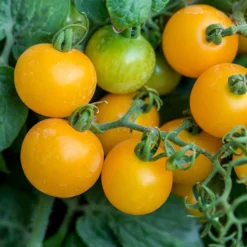 Gelbe Cherrytomate ‚Raisin‘ - Süße gelbe Naschtomaten