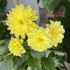 Gelbe Dahlie - Sonnengelb bis zum Frost