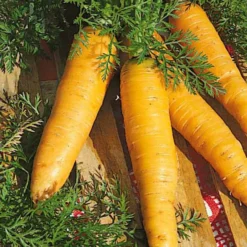 Gelbe Möhre ‘Jaune de Lobberich’ - Süße gelbe Ernte