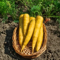 Gelbe Möhre ‘Jaune de Lobberich’ - Süße gelbe Ernte