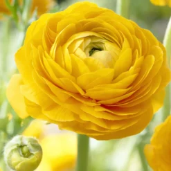 Gelbe Ranunkeln - Sonnengelb im Frühling
