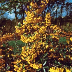 Gelber Feuerdorn (x3) - Gelbe Beeren, ganzjährig grün