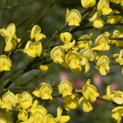 Gelber Ginster - Goldene Blütenpracht im Mai
