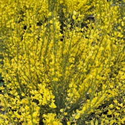Gelber Ginster - Goldene Blütenpracht im Mai