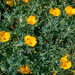 Gelber Hornmohn - Sonnengelb ohne Mühe