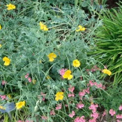 Gelber Hornmohn - Sonnengelb ohne Mühe