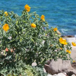 Gelber Hornmohn - Sonnengelb ohne Mühe