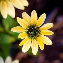 Gelber Sonnenhut Mellow Yellows - Gelbe Blüten den Sommer lang