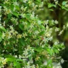 Gelber Sternjasmin - Duftende Blüten, sofort schön