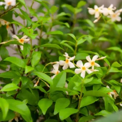 Gelber Sternjasmin - Duftende Blüten, sofort schön