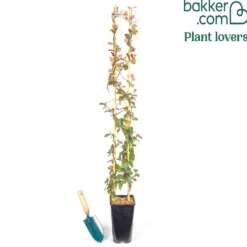 Gelber Sternjasmin - Duftende Blüten, sofort schön
