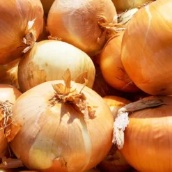 Gelbe Schalotte 'Golden Gourmet' - Milde Ernte im Sommer