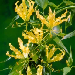 Gelbe Schmucklilie - Gelbe Blüten, die klettern