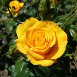 Gelbe Strauchrose - Sonnengelb den ganzen Sommer