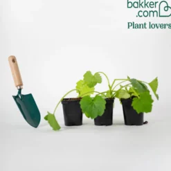Gelbe Zucchini Sunlight F1 Pflanzen - Leuchtend gelb, schnell geerntet