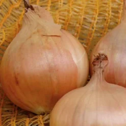 Gelbe Zwiebel Sturon Bio - Große Zwiebeln, lange haltbar