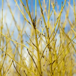 Gelbholzhartriegel Flaviramea - Leuchtgelb im Wintergarten