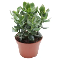 Geldbaum Crassula 'Hulk' - Kräftig, grün, pflegeleicht