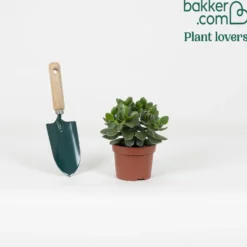 Geldbaum Crassula 'Hulk' - Kräftig, grün, pflegeleicht