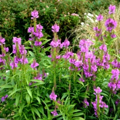 Gelenkblume Vivid - Fuchsia-Blüten bis in den Herbst