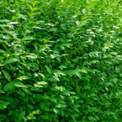 Gemeiner Liguster Atrovirens - Blickdicht in einer Saison