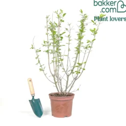 Gemeiner Liguster Atrovirens - Blickdicht in einer Saison