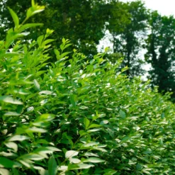 Gemeiner Liguster Atrovirens - Blickdicht in einer Saison