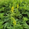 Gemeiner Odermennig - Goldgelb und bienenfreundlich