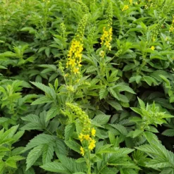 Gemeiner Odermennig - Goldgelb und bienenfreundlich