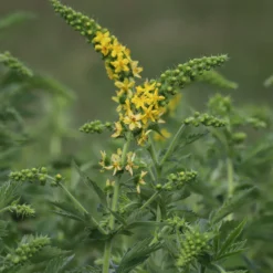 Gemeiner Odermennig - Goldgelb und bienenfreundlich